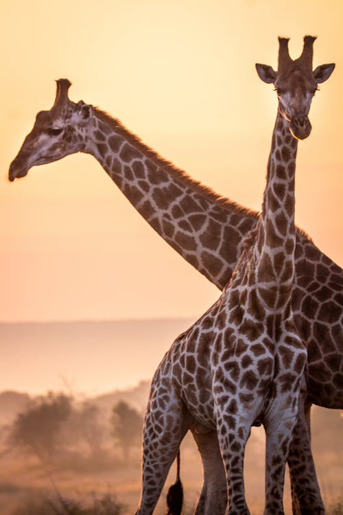 Gratis Il Corteggiamento Al Tramonto Della Giraffa   La Posa Foto a disposizione