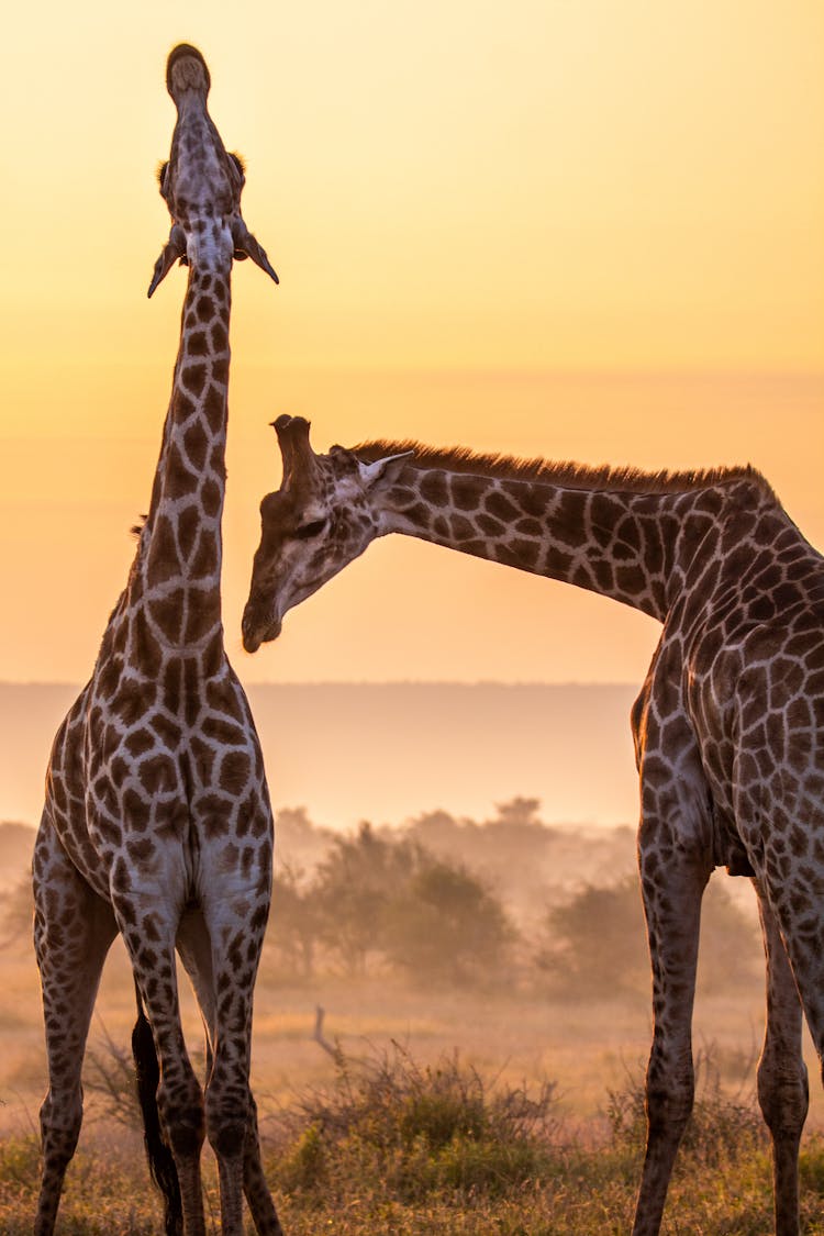 Giraffes On A Grassy Field