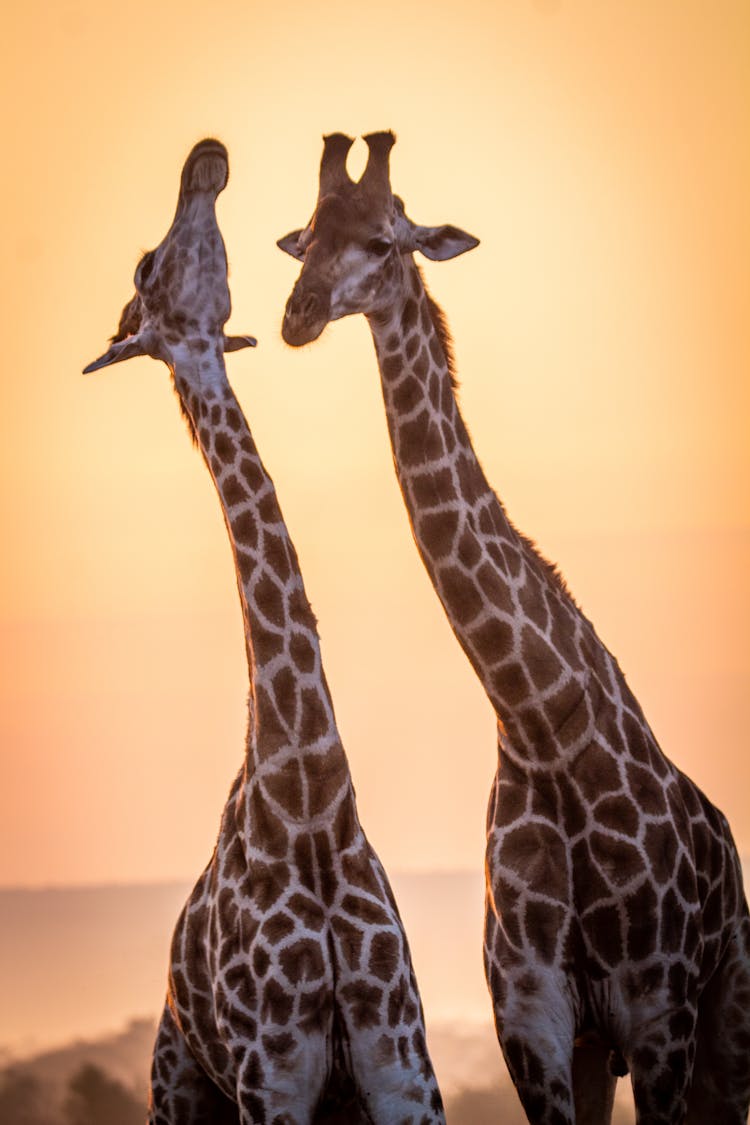 Two Giraffes