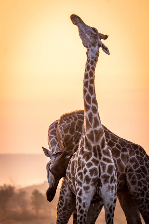 Two Giraffes