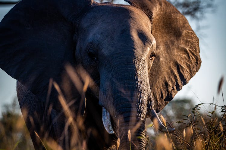 Grey Elephant In Close-Up Photography