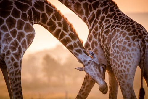 Two Giraffes