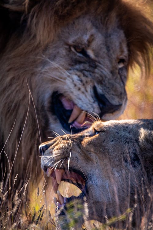 Close-Up Shot of Lions