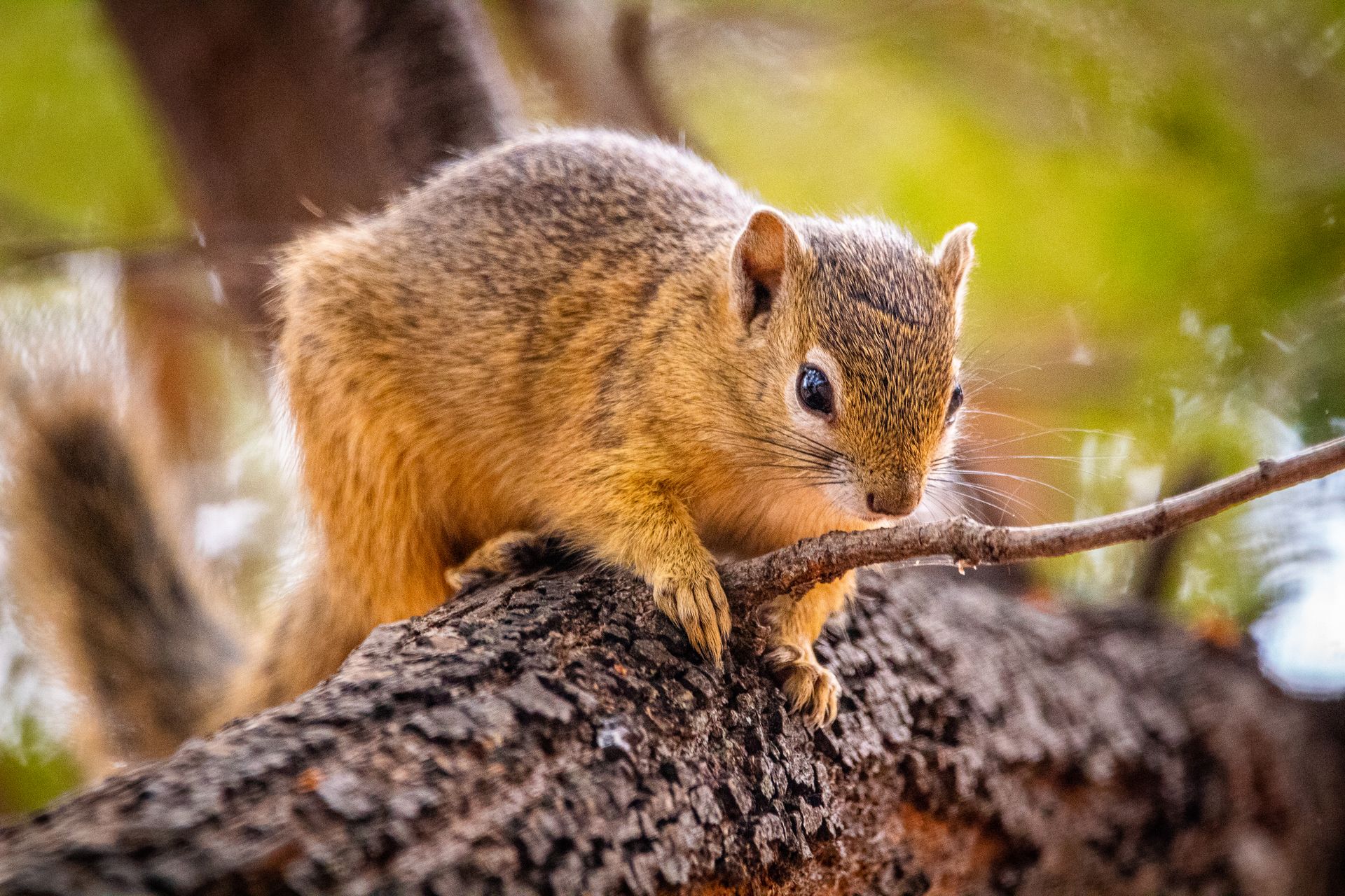 Close-Up Shot of a Squirrel on a Tree Branch