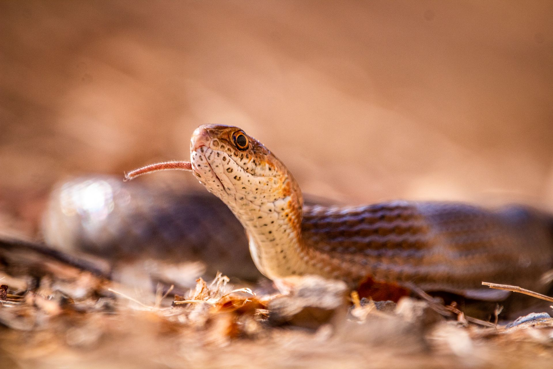 Coachwhip Snake in Close-up Photography