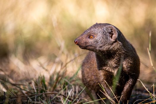 Close-Up Photo of Ruddy Mongoose