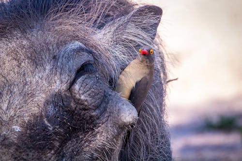 An Oxpecker Clinging to a Wild Pig