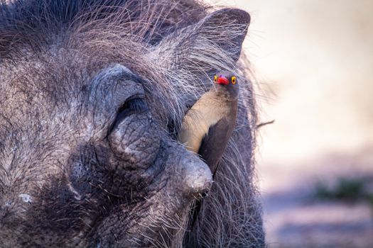 Pumba and Pecker