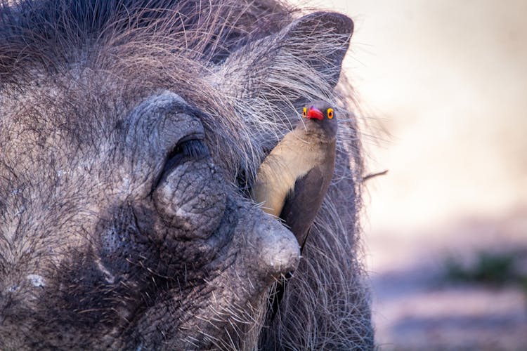 An Oxpecker Clinging To A Wild Pig