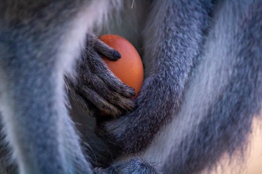 My Precious... Mandarin