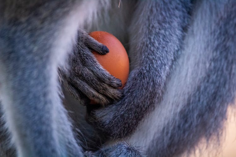 Close Up Of Animal Holding Fruit