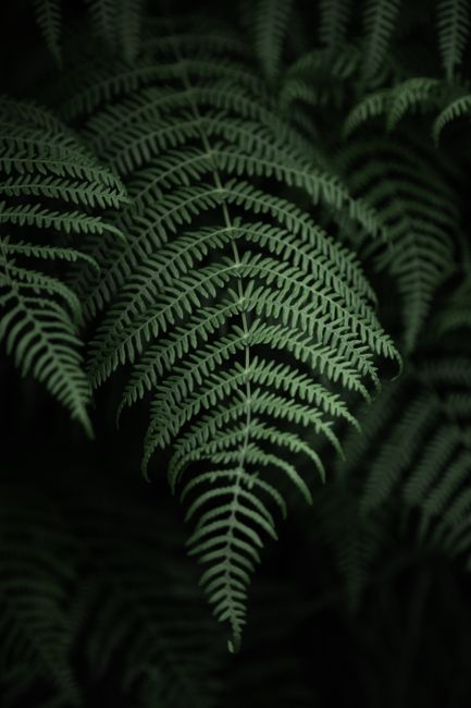 Detailed close-up of lush green fern leaves showcasing intricate foliage patterns.
