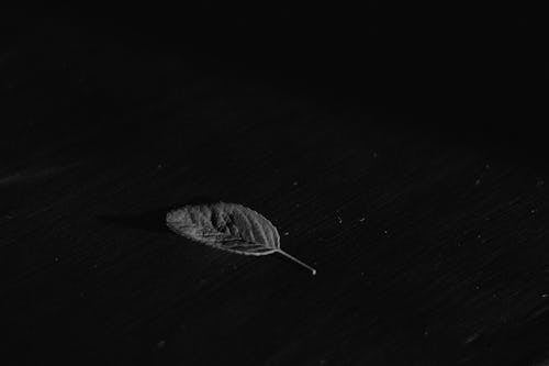 Free Gray Leaf on Black Background Stock Photo