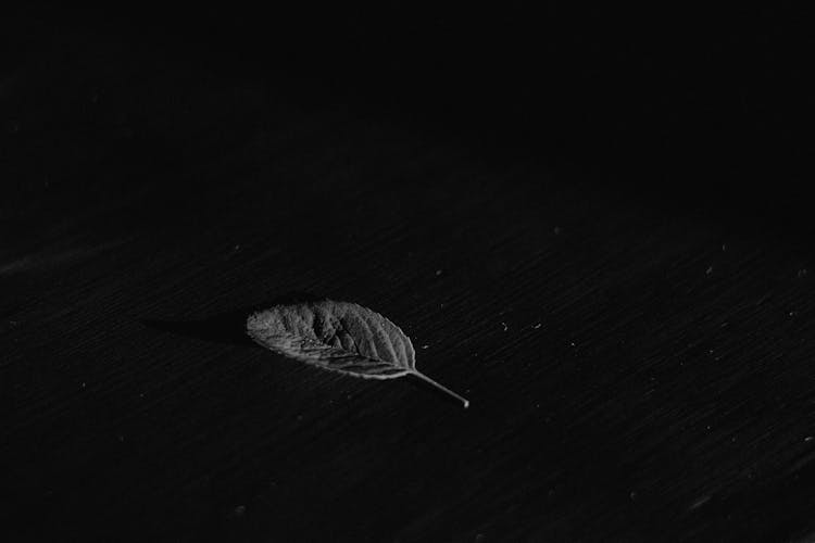 Gray Leaf On Black Background