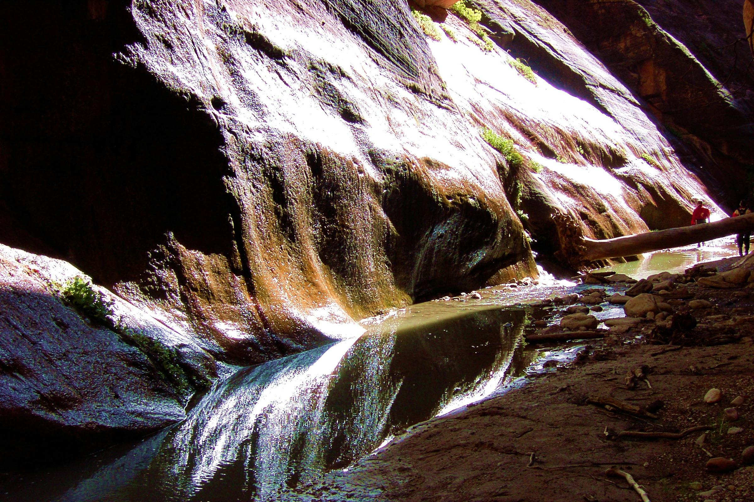 Free stock photo of fallen tree