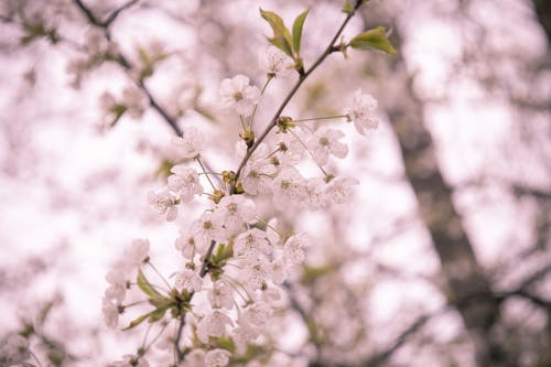 Close-Up Shot of White Cherry Blossoms in Bloom