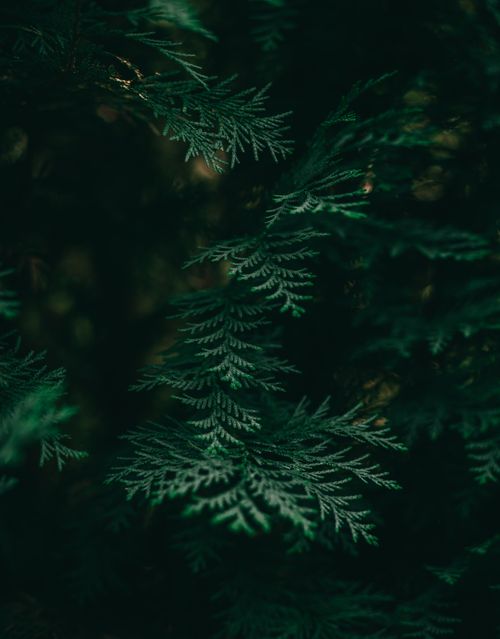 Free Close-up of lush pine foliage in natural light, showcasing intricate leaf patterns. Stock Photo