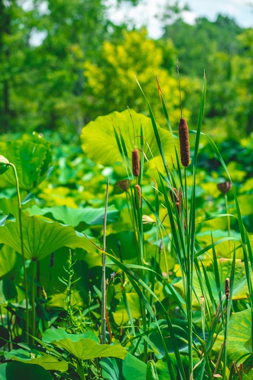 Bulrush Plants in the Wild