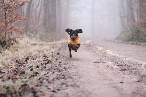 Dog Running Road in Forest