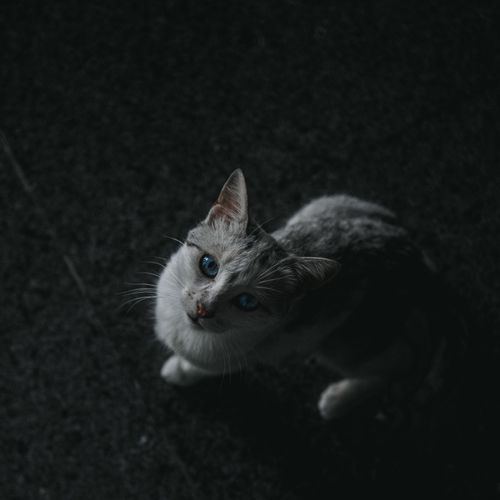 Free High-angle shot of a gray cat with striking blue eyes on a dark background. Stock Photo