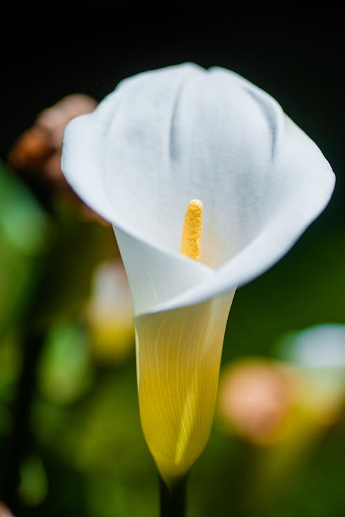 Close-Up Shot of a White Calla Lily in Bloom