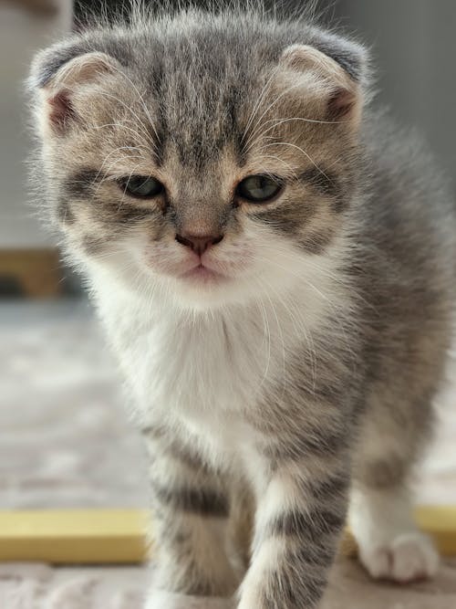 Δωρεάν στοκ φωτογραφιών με scottish fold, αιλουροειδές, αξιολάτρευτος