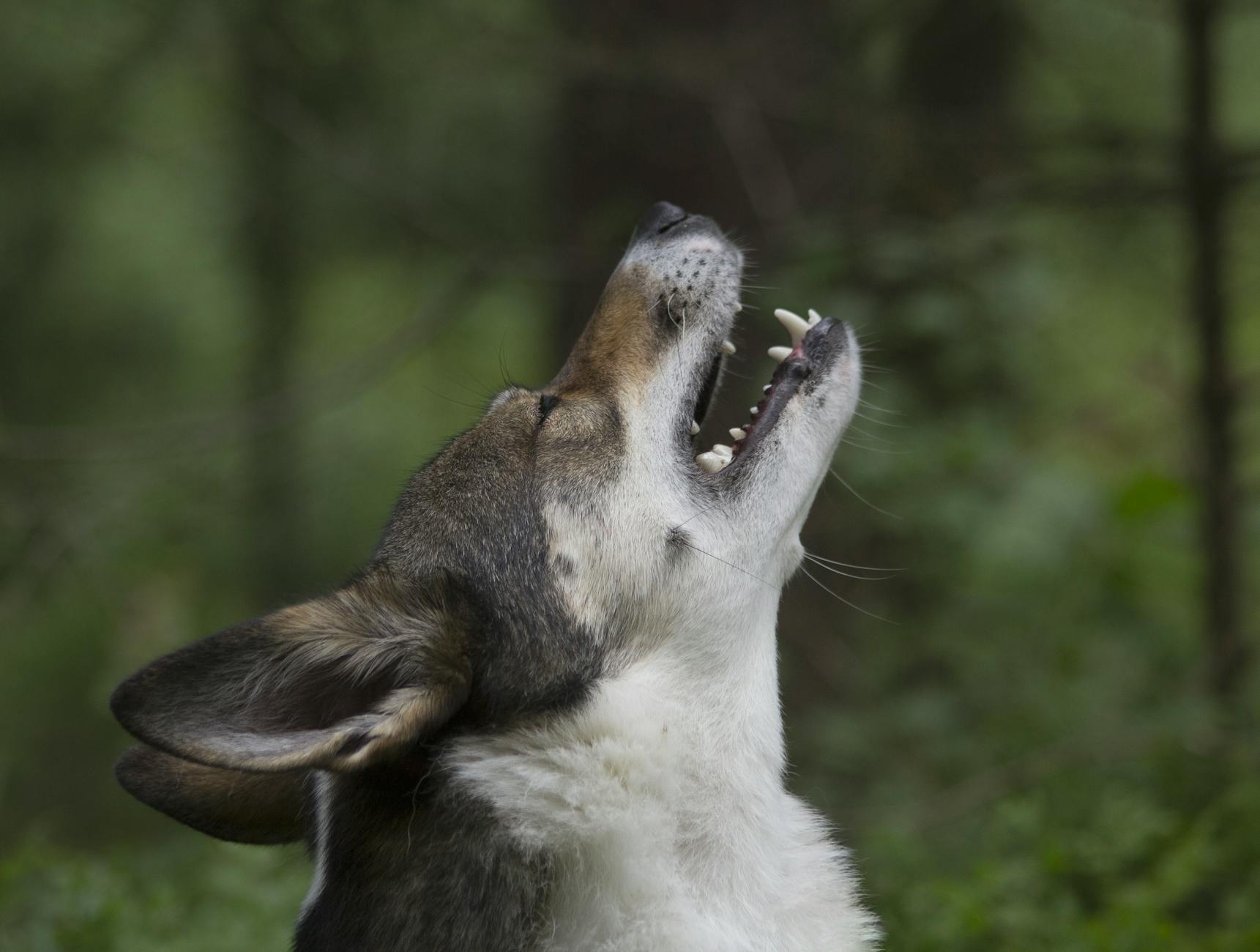 Dog Howling In An Empty Room With A TV On In The Background