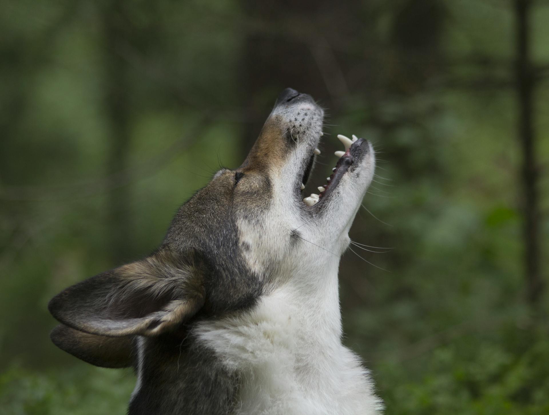 Close-Up Shot of a West Siberian Laika Dog