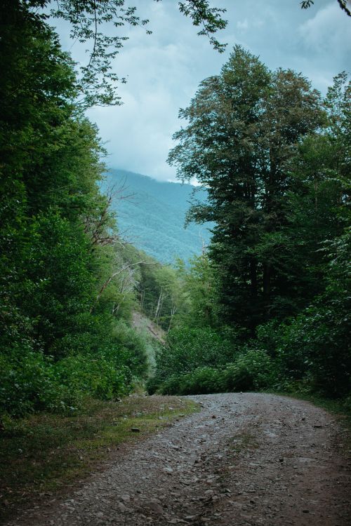 Free A peaceful dirt path winds through a lush, green forest with distant mountains visible under the cloudy sky. Stock Photo
