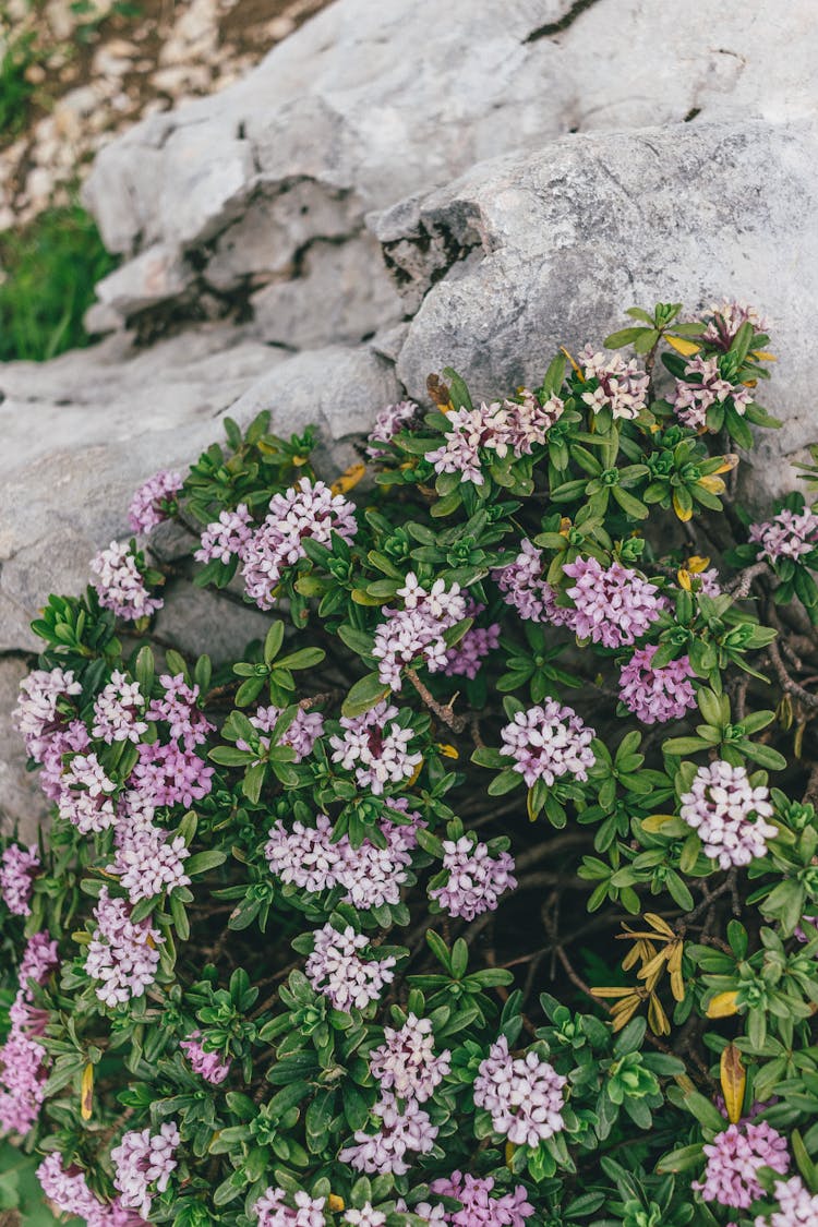 Close-Up Shot Of Blooming Daphne Sericea Flowers
