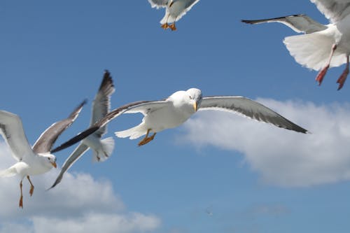 Seagulls Flying in the Sky