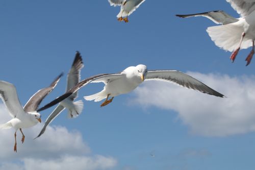 Free A vivid capture of seagulls soaring in the bright blue sky, showcasing their graceful flight. Stock Photo