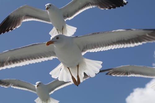 天空, 海鳥, 海鷗 的 免費圖庫相片