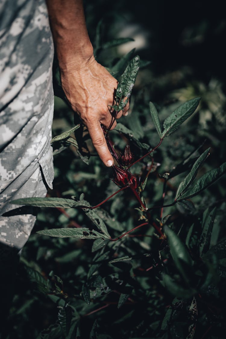 Hand Touching Plants Leaf