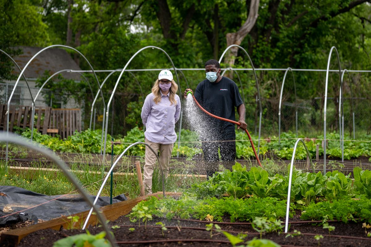 Two people watering vegetables in a community garden, illustrating regenerative living and ecovillage volunteer work