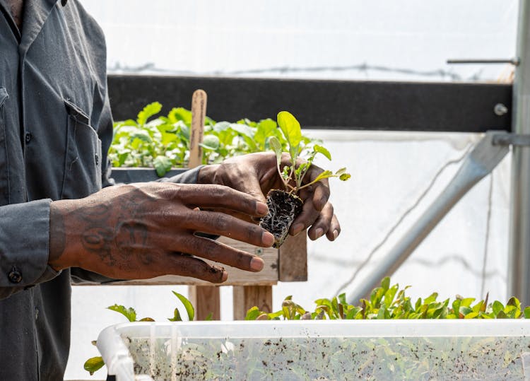 A Man Holding A Seedling