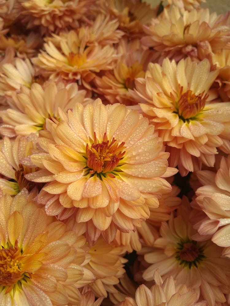 Close-Up Shot Of Blooming Hardy Chrysanthemum Flowers