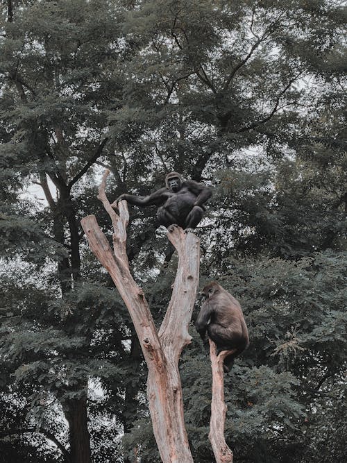Monkeys on Brown Tree Trunk