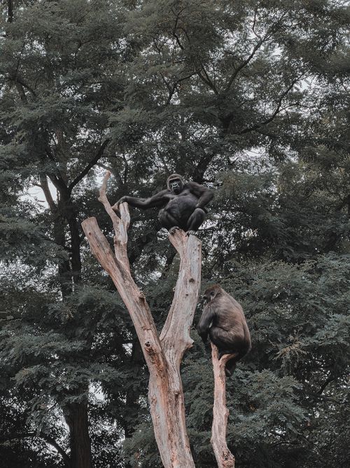 Free Two apes perched on tree branches amidst lush greenery, showcasing wildlife in nature. Stock Photo