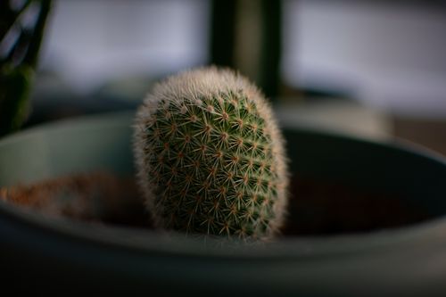 Free Detailed close-up of a prickly green cactus in a pot, showcasing the intricate patterns of its spines. Stock Photo