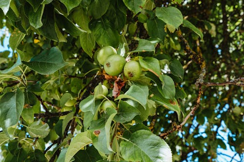 Close-Up Photo of Guava Fruit on Tree