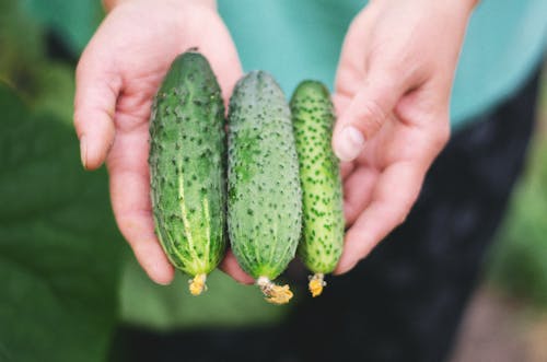 A Person Holding Cucumbers