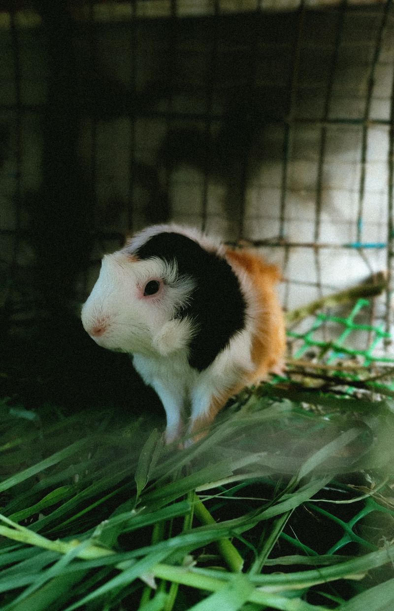 Tricolour guinea pig Willow sitting in grass