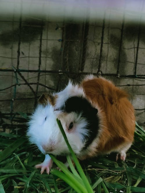 Free White and Brown Guinea Pig in Cage Stock Photo