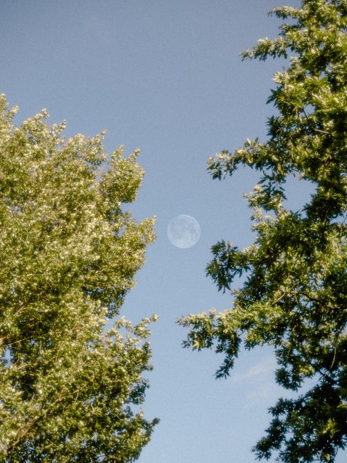 A serene capture of the moon peeking through lush green tree branches against a clear blue sky.