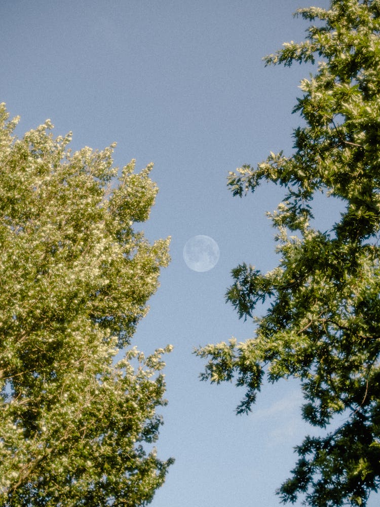 Moon In Blue Sky Between Trees