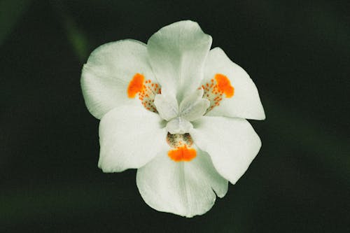 White Flower with Blur Background