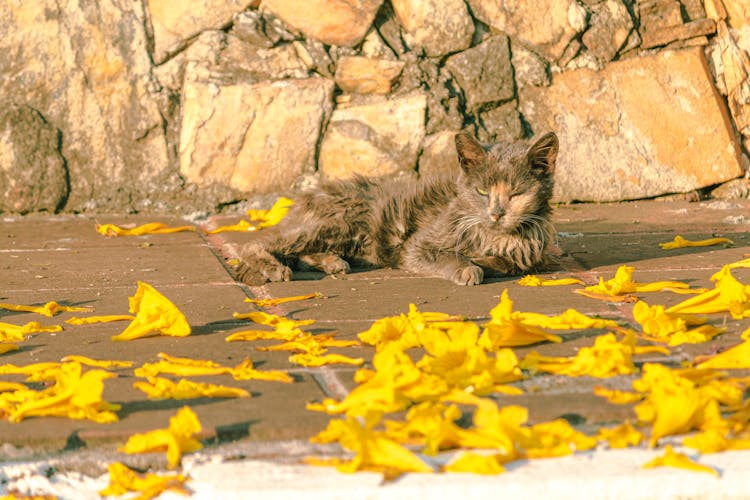 Cat Lying On The Floor