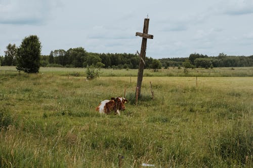 Cow Lying Down near Cross on Field