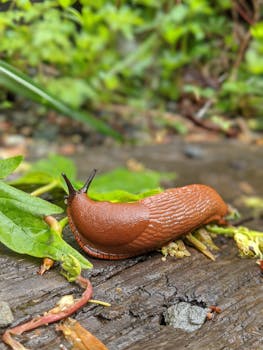 Detailed close-up of a red slug on wet wood surrounded by green foliage.